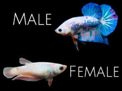 Assorted Fancy Plakat Betta (Betta Splendens) - Tank-Bred!