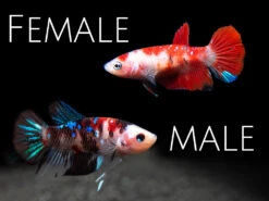 Assorted Koi Plakat Betta (Betta Splendens) - Tank-Bred!