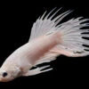 Assorted Platinum Crowntail Betta (Betta Splendens) - Tank-Bred!