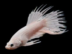 Assorted Platinum Crowntail Betta (Betta Splendens) - Tank-Bred!