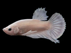 Assorted Platinum Plakat Betta (Betta Splendens) - Tank-Bred!