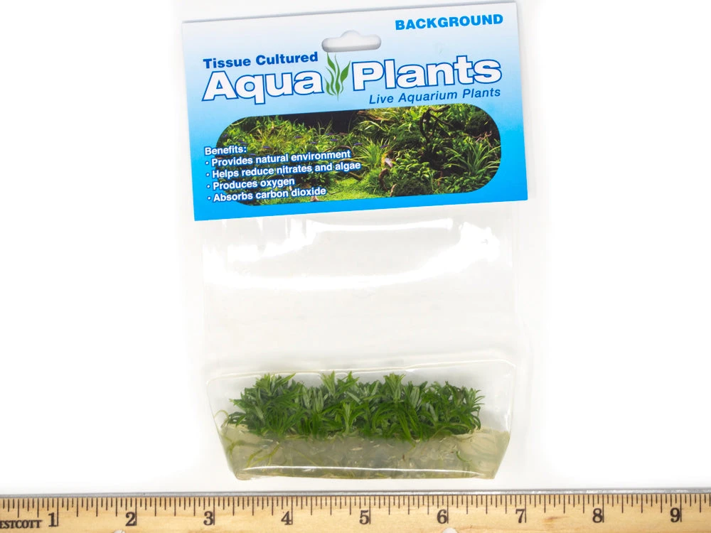 Pogostemon Erectus Tissue Culture - Image 8