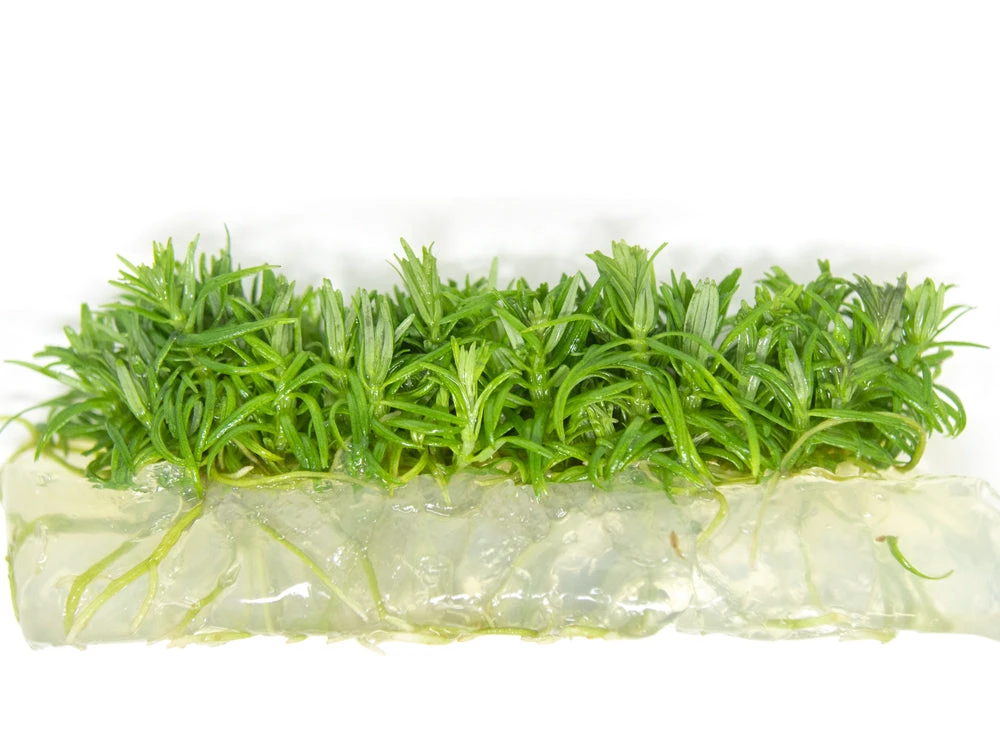 Pogostemon Erectus Tissue Culture - Image 7