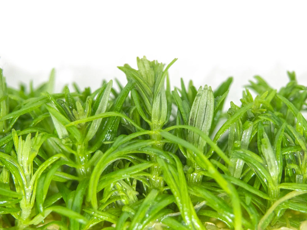 Pogostemon Erectus Tissue Culture - Image 9