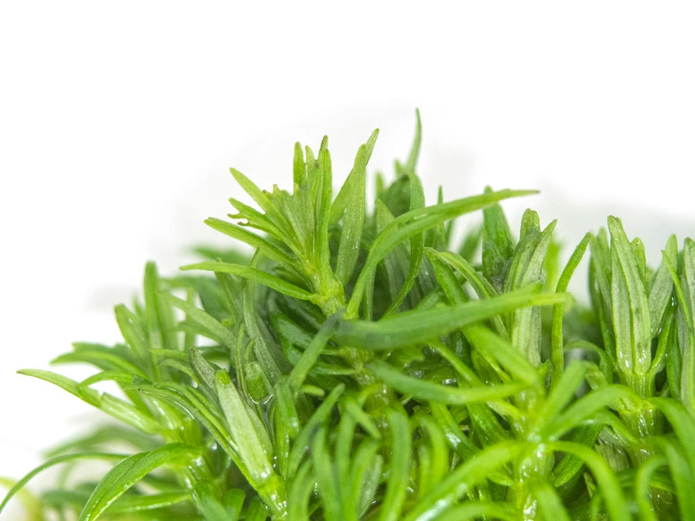 Pogostemon Erectus Tissue Culture - Image 10