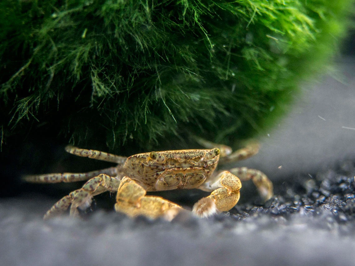 Freshwater Pom Pom Crab (Ptychognathus Barbatus) - Image 4