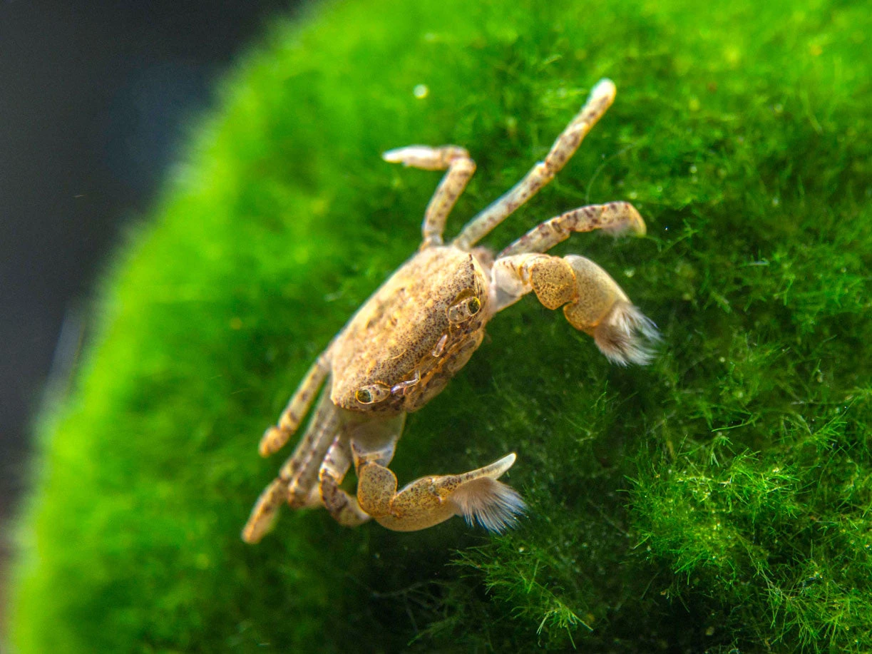 Freshwater Pom Pom Crab (Ptychognathus Barbatus) - Image 5