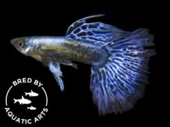 Purple Dragon Mosaic Guppy (Poecilia Reticulata), BREDBY: AQUATIC ARTS