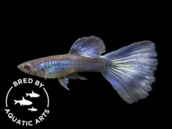 Purple Moscow Guppy (Poecilia Reticulata Var. “Purple Moscow”), Males And Females, Aquatic Arts Bred!