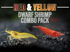 Red And Yellow Dwarf Shrimp Combo Pack, Tank-Bred!
