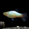 Rainbow Platy (Xiphophorus Maculatus) - Tank-Bred!