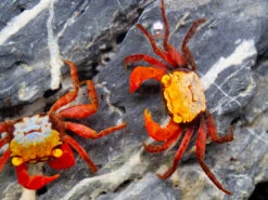 Rainbow Vampire Crab (Geosesarma Rouxi "Red Legged")