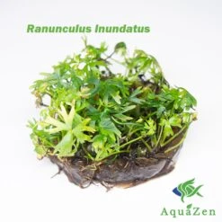 Ranunculus Inundatus (Ranunculus Inundatus) Tissue Culture