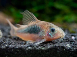 Red Aeneus Cory Catfish (Corydoras Aeneus), TANK-BRED!!!