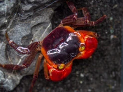 Red Apple AKA Chameleon Crab (Metasesarma Aubryi)