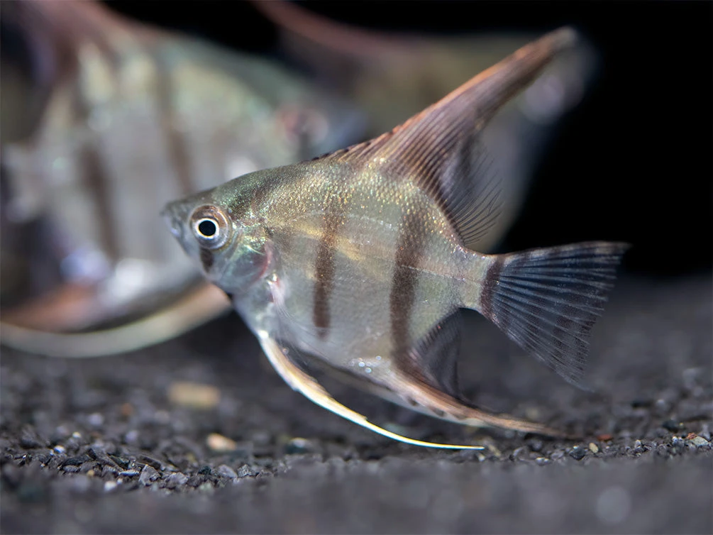 Redback Amapa Angelfish (Pterophyllum Scalare) - TANK-BRED!!! - Image 3