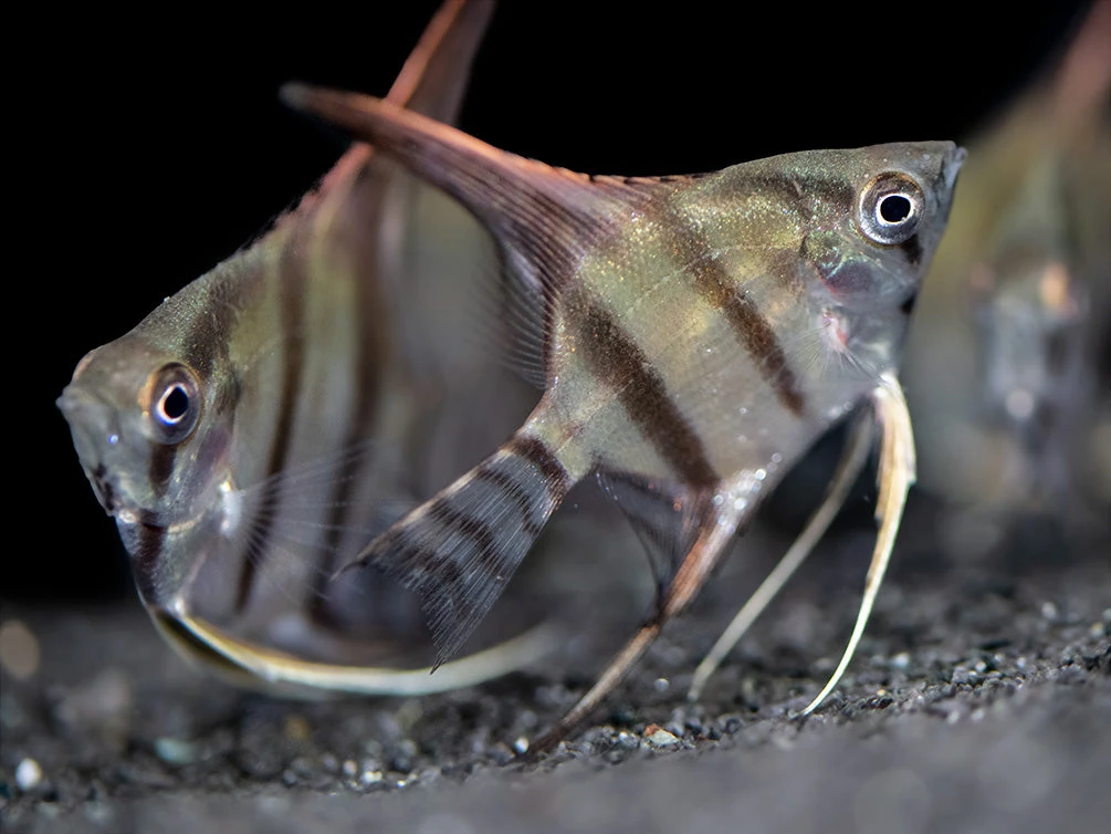 Redback Amapa Angelfish (Pterophyllum Scalare) - TANK-BRED!!! - Image 6
