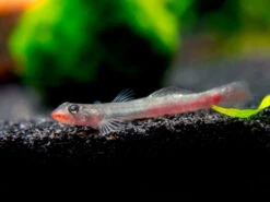 Red Lipstick Sicyopus Goby (Sicyopus Rubicundus)