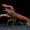Red Chili AKA Red Brick Crayfish (Cherax Boesemani)