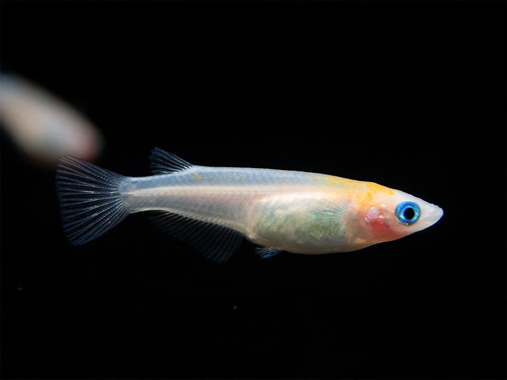 Red Cap Medaka Ricefish Aka Japanese Ricefish/Killifish (Oryzias Latipes "Red Cap") - Tank-Bred! - Image 4