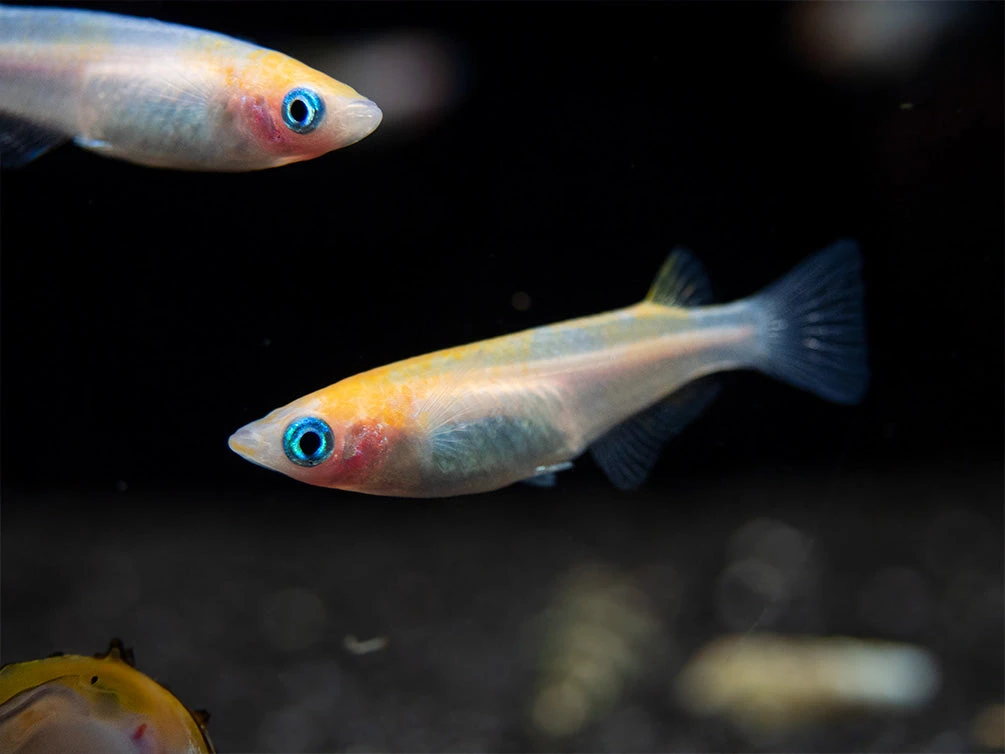 Red Cap Medaka Ricefish Aka Japanese Ricefish/Killifish (Oryzias Latipes "Red Cap") - Tank-Bred! - Image 13