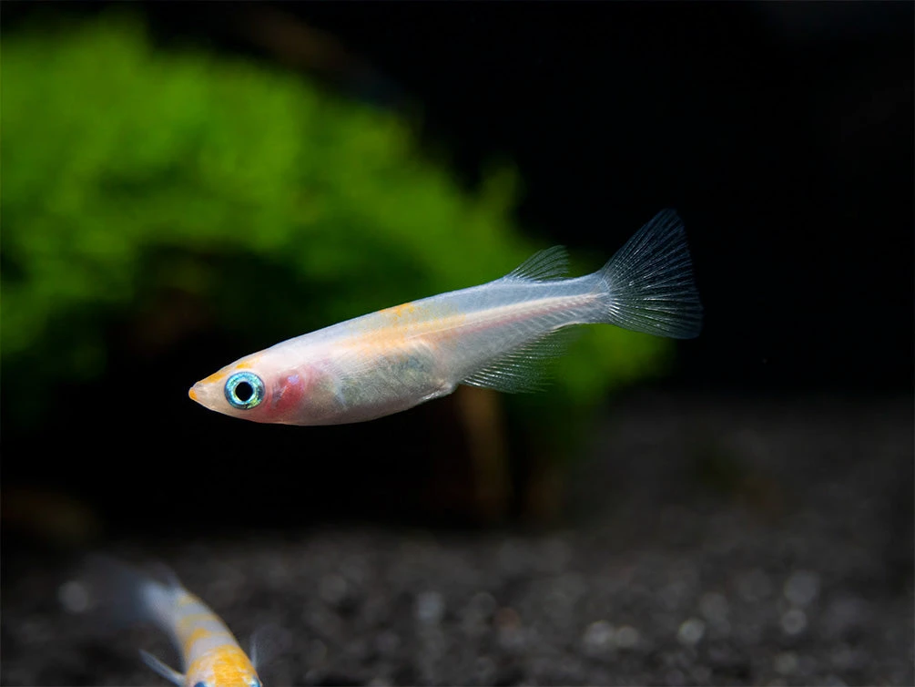 Red Cap Medaka Ricefish Aka Japanese Ricefish/Killifish (Oryzias Latipes "Red Cap") - Tank-Bred! - Image 14