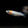 Red Cap Medaka Ricefish Aka Japanese Ricefish/Killifish (Oryzias Latipes "Red Cap") - Tank-Bred!