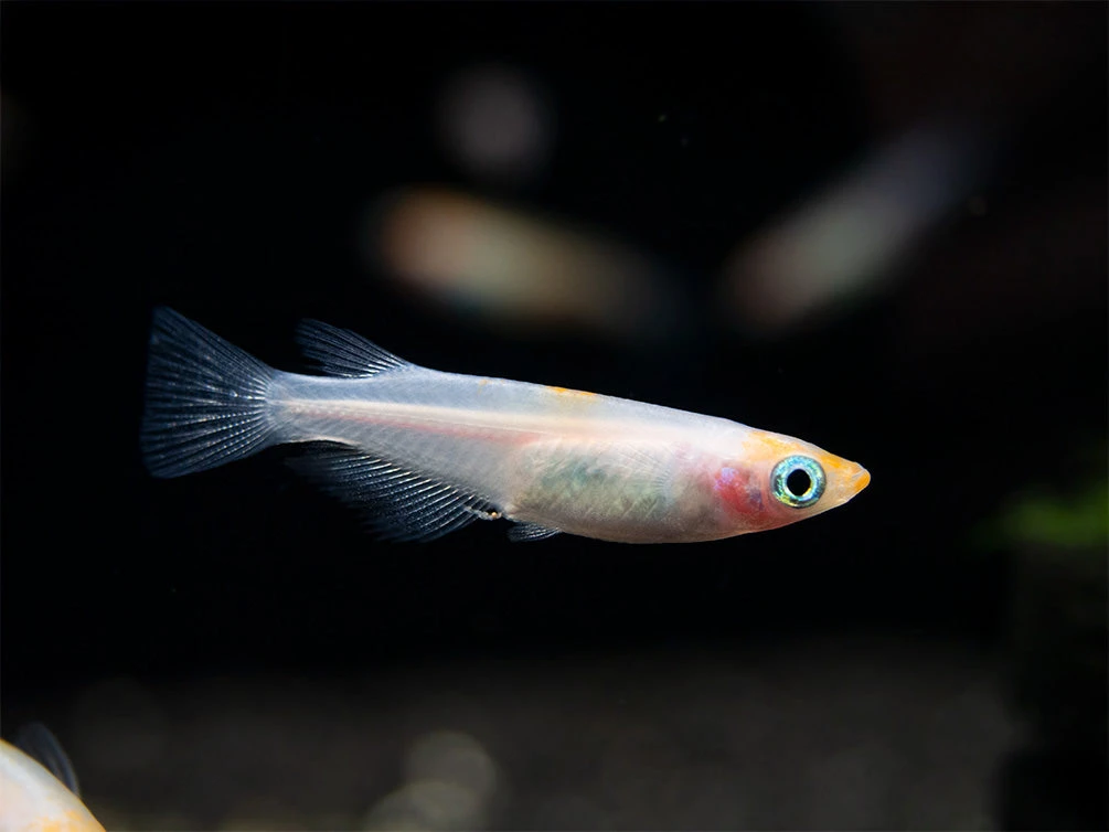 Red Cap Medaka Ricefish Aka Japanese Ricefish/Killifish (Oryzias Latipes "Red Cap") - Tank-Bred! - Image 2