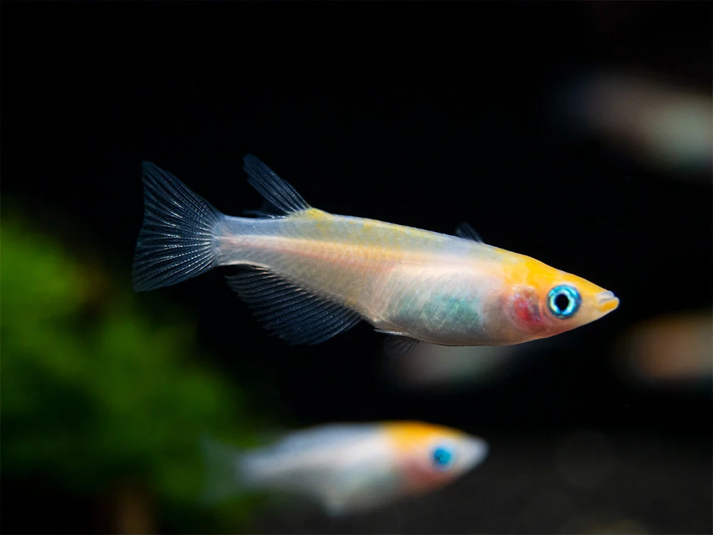 Red Cap Medaka Ricefish Aka Japanese Ricefish/Killifish (Oryzias Latipes "Red Cap") - Tank-Bred! - Image 3