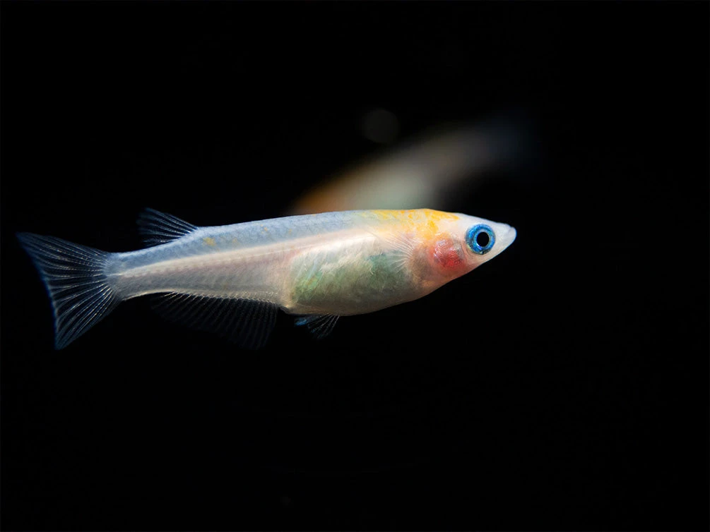 Red Cap Medaka Ricefish Aka Japanese Ricefish/Killifish (Oryzias Latipes "Red Cap") - Tank-Bred! - Image 6