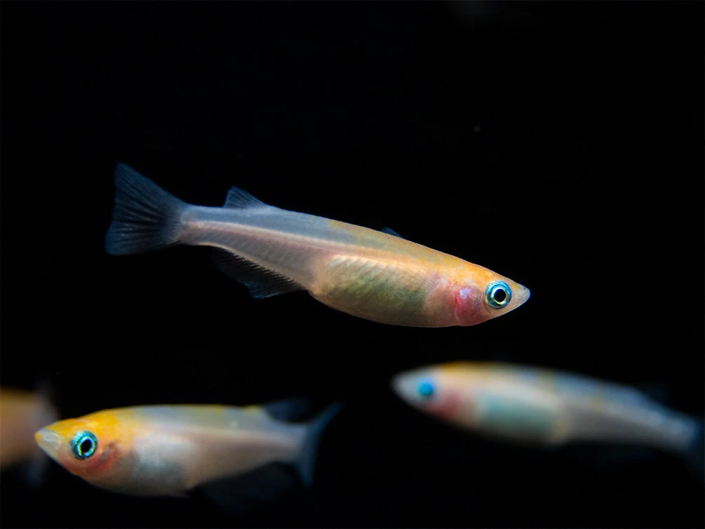 Red Cap Medaka Ricefish Aka Japanese Ricefish/Killifish (Oryzias Latipes "Red Cap") - Tank-Bred! - Image 7
