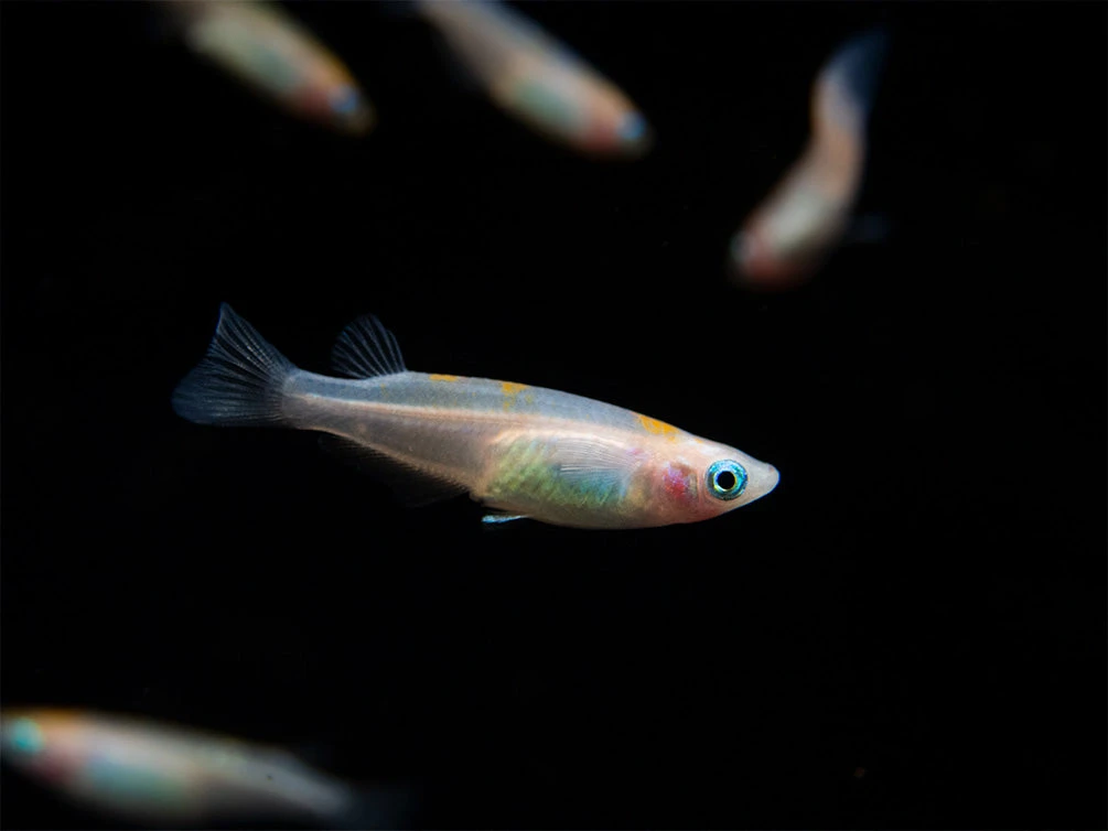 Red Cap Medaka Ricefish Aka Japanese Ricefish/Killifish (Oryzias Latipes "Red Cap") - Tank-Bred! - Image 8