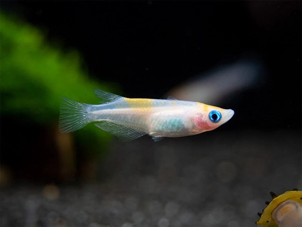 Red Cap Medaka Ricefish Aka Japanese Ricefish/Killifish (Oryzias Latipes "Red Cap") - Tank-Bred! - Image 9