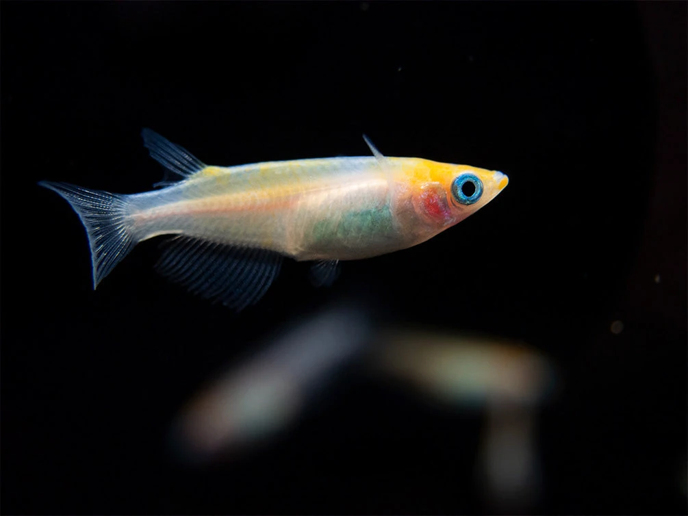 Red Cap Medaka Ricefish Aka Japanese Ricefish/Killifish (Oryzias Latipes "Red Cap") - Tank-Bred! - Image 10