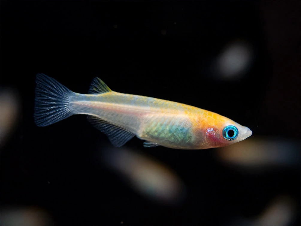 Red Cap Medaka Ricefish Aka Japanese Ricefish/Killifish (Oryzias Latipes "Red Cap") - Tank-Bred! - Image 11