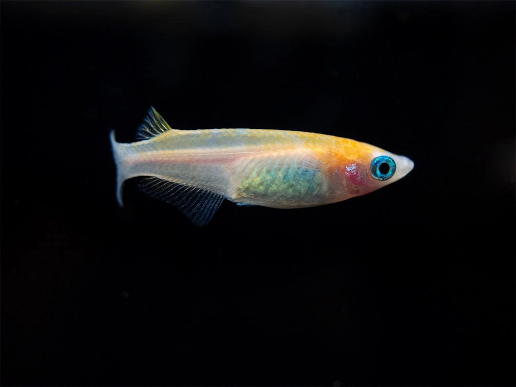 Red Cap Medaka Ricefish Aka Japanese Ricefish/Killifish (Oryzias Latipes "Red Cap") - Tank-Bred! - Image 12