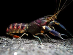 Red Cheek Crayfish (Cherax Boesemani)
