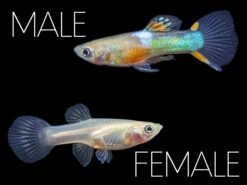 Red Chest Endler’s Livebearer (Poecilia Wingei), Tank-Bred