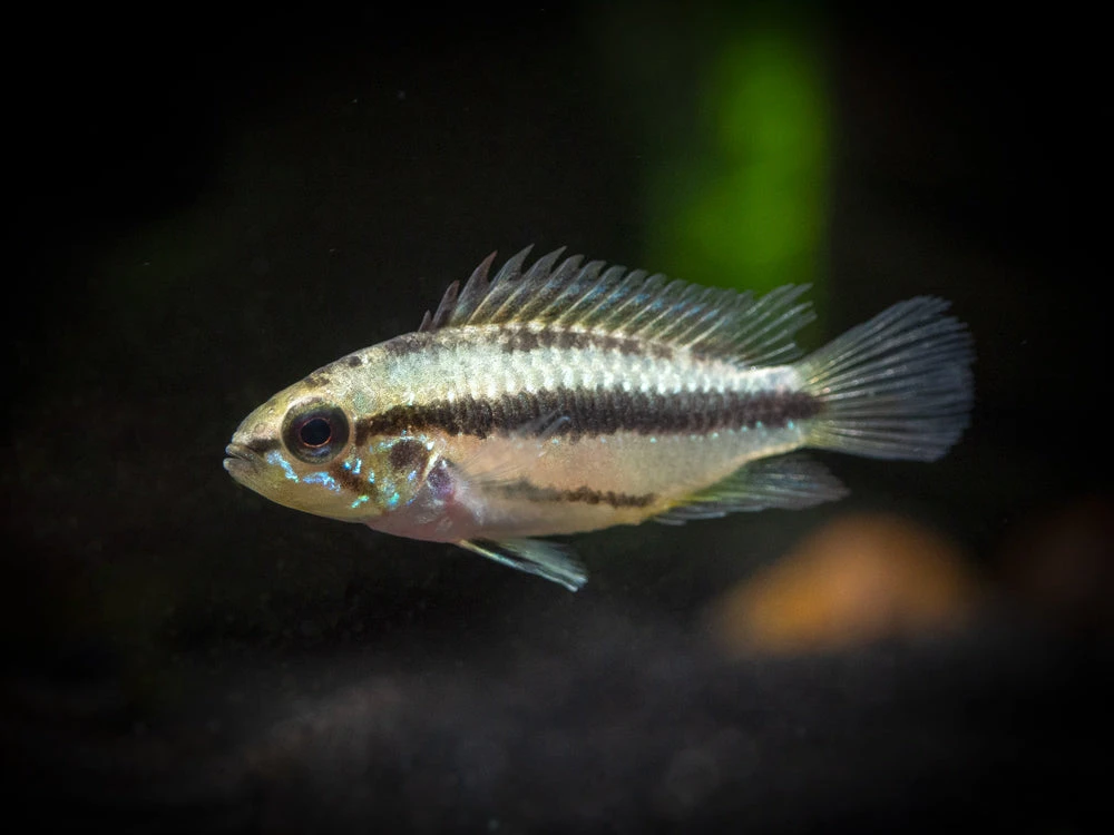 Redfin Three-Striped Dwarf Cichlid (Apistogramma Trifasciata) - TANK-BRED!!! - Image 4