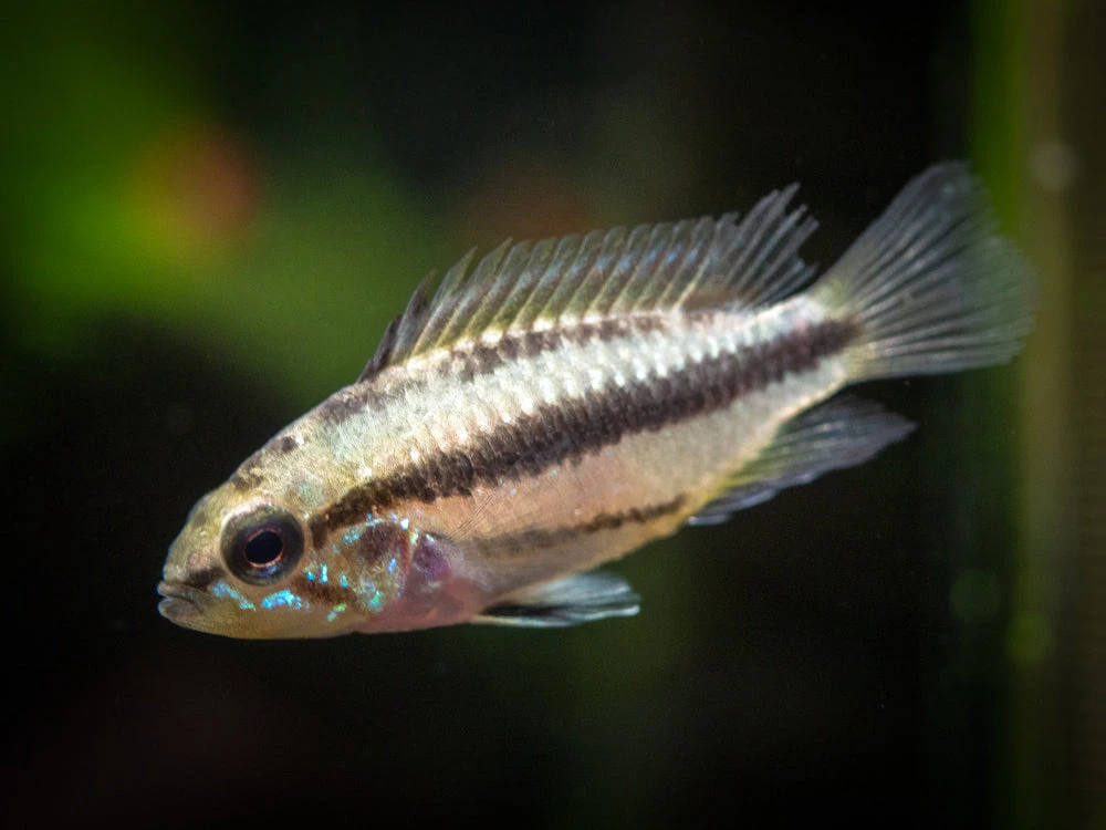 Redfin Three-Striped Dwarf Cichlid (Apistogramma Trifasciata) - TANK-BRED!!! - Image 6