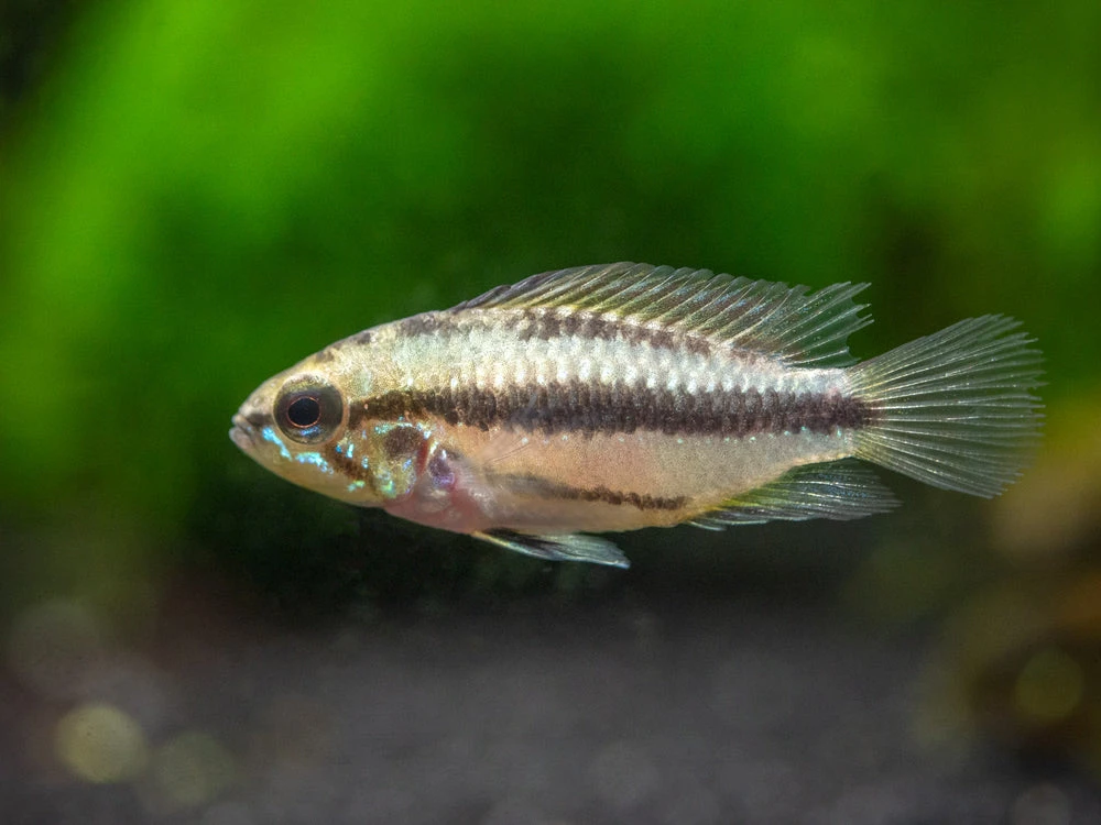 Redfin Three-Striped Dwarf Cichlid (Apistogramma Trifasciata) - TANK-BRED!!! - Image 9