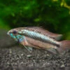 Redfin Three-Striped Dwarf Cichlid (Apistogramma Trifasciata) - TANK-BRED!!!