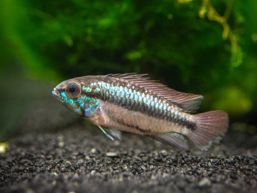 Redfin Three-Striped Dwarf Cichlid (Apistogramma Trifasciata) - TANK-BRED!!!