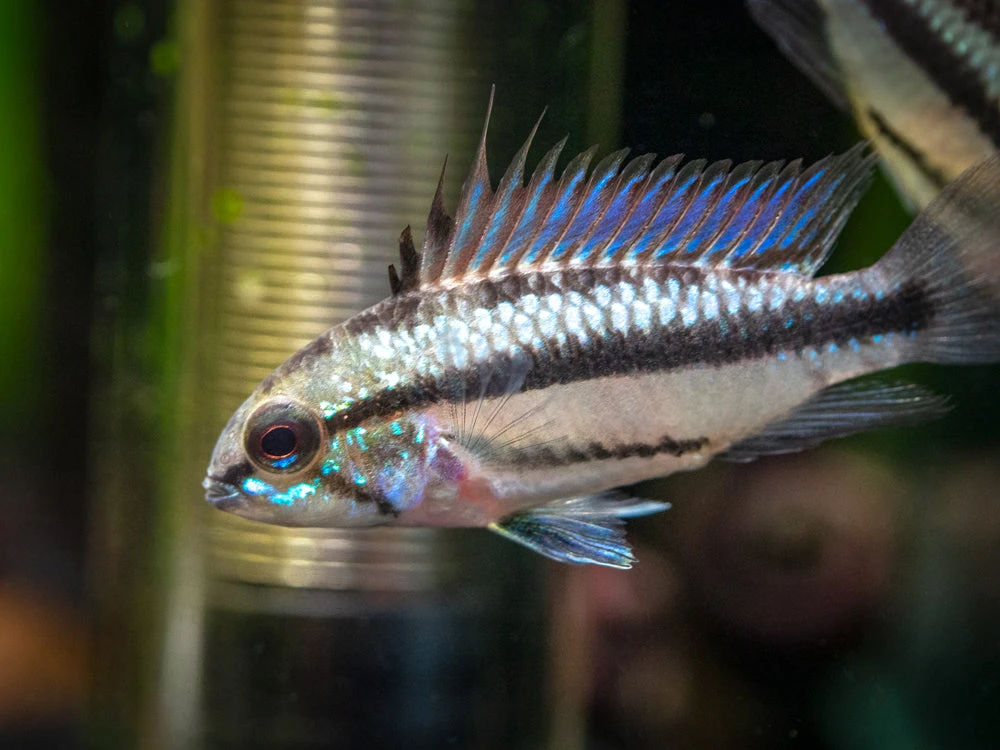 Redfin Three-Striped Dwarf Cichlid (Apistogramma Trifasciata) - TANK-BRED!!! - Image 3