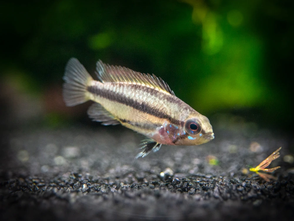 Redfin Three-Striped Dwarf Cichlid (Apistogramma Trifasciata) - TANK-BRED!!! - Image 8