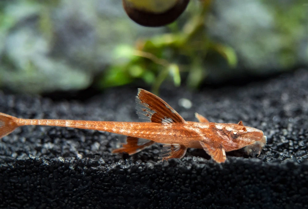 Red Lizard Whiptail Catfish (Rineloricaria Sp.), Tank-Bred - Image 8