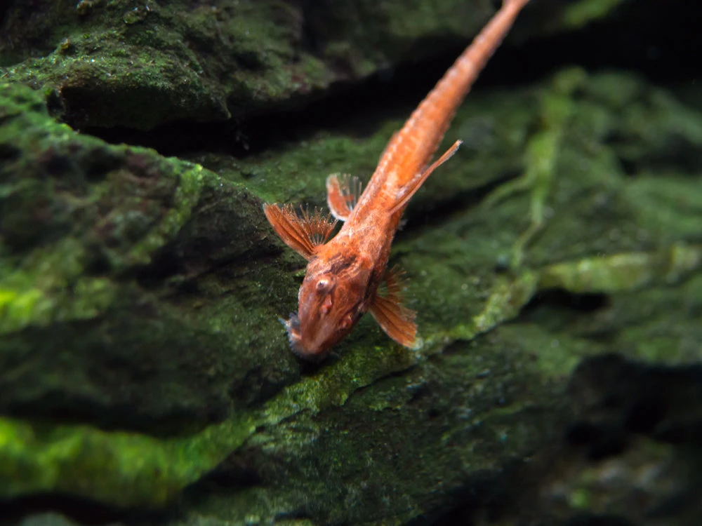 Red Lizard Whiptail Catfish (Rineloricaria Sp.), Tank-Bred - Image 12