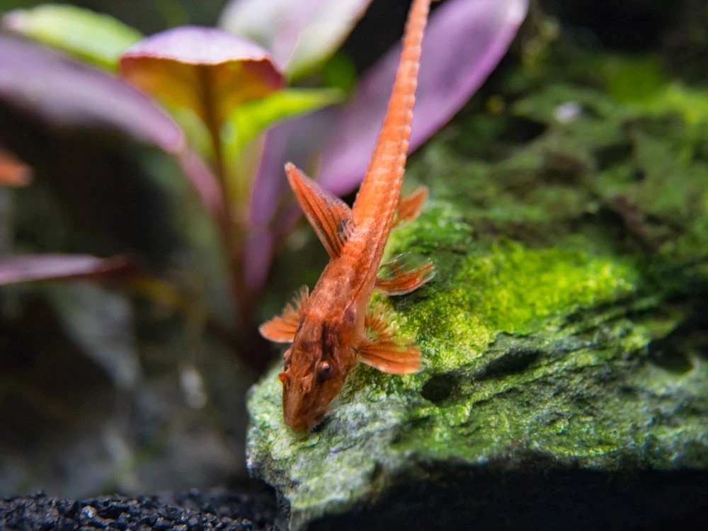 Red Lizard Whiptail Catfish (Rineloricaria Sp.), Tank-Bred - Image 2