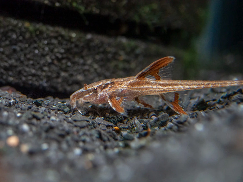 Red Lizard Whiptail Catfish (Rineloricaria Sp.), Tank-Bred - Image 3