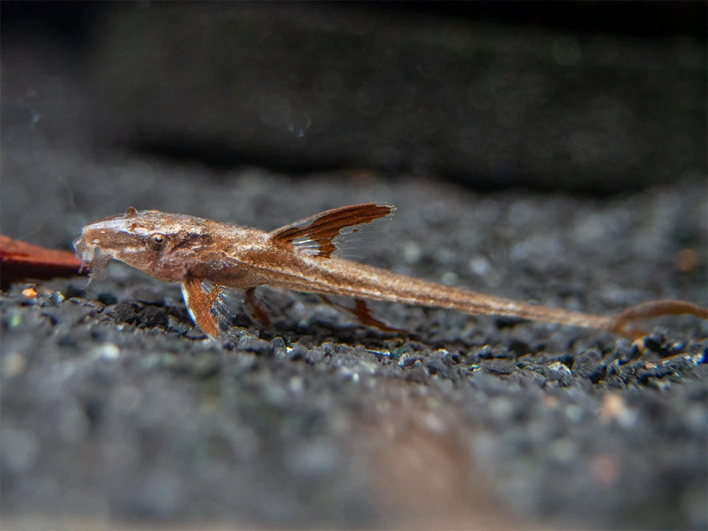 Red Lizard Whiptail Catfish (Rineloricaria Sp.), Tank-Bred - Image 11